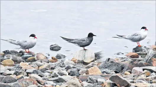  ?? BRUCE MACTAVISH PHOTO ?? The rare and exotic black tern rests between regular Newfoundla­nd terns at St Vincent’s beach.