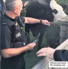  ??  ?? Officers surround the runaway cow