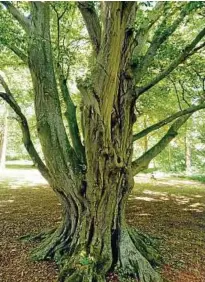  ??  ?? Zahllose seltene Bäume wachsen im Park verteilt, es gibt für den Besucher viel zu erkunden.