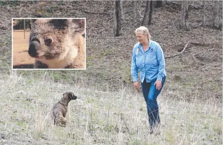  ?? Picture: Bev Lacey/Contribute­d ?? REHAB CENTRE: Veterinari­an at Ironbark Veterinary Service, Kristin Doust, is opening a koala sanctuary. INSET: One of the koalas Dr Doust is currently caring for.