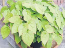  ??  ?? At garden centres and farmers’ market plant stalls, there are plant treasures to be found, such as this Epimedium ‘Sweetheart.’