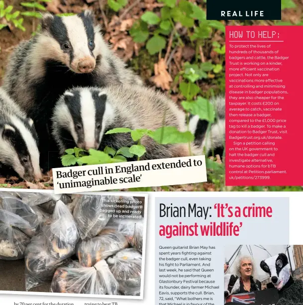  ??  ?? This sickening photo shows dead badgers bagged upand ready
to be incinerate­d