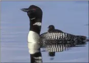  ?? FILE PHOTO ?? Loons, whose haunting cries are as much a part of Minnesota as lakes and snow, may vanish by 2080.