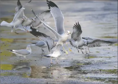  ?? BEA AHBECK/NEWS-SENTINEL ?? Seagulls descend on the parking lot at Lodi Lake as sun breaks through the clouds during a rainy day in Lodi on Thursday.