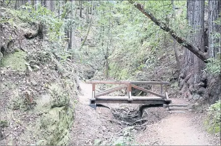  ?? TOM BENTLEY ?? Towering trees, winding trails and hidden treasures await hikers in Aptos’ Forest of Nisene Marks State Park.