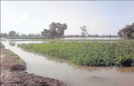  ?? HT PHOTO ?? An inundated field after breach in the canal Nikasu following heavy rain at Bileyawala village in Tarn Taran on Wednesday.