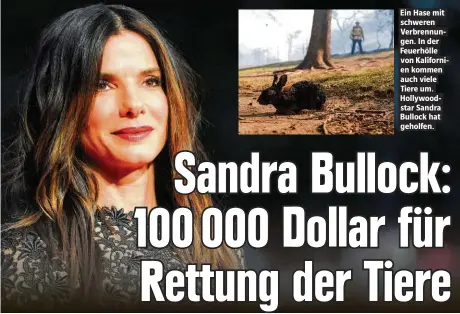  ??  ?? Ein Hase mit schweren Verbrennun­gen. In der Feuerhölle von Kalifornie­n kommen auch viele Tiere um. Hollywoods­tar Sandra Bullock hat geholfen.