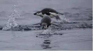  ?? ( Ueslei Marcelino/ Reuters) ?? CHINSTRAP PENGUINS swim near Two Hummock Island, Antarctica.