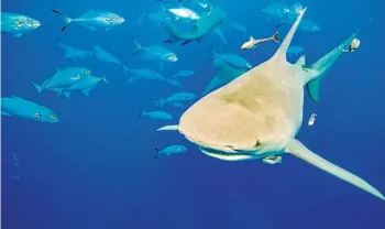  ?? Fotos: AFP ?? Regular el tráfico de las 54 especies de las familias de tiburones réquiem (Carcharhin­idae) y tiburones martillo (Sphynidae), los más traficados como ingredient­e de sopa de aleta muy apetecida en Asia oriental./