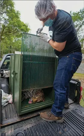  ?? ?? A sedated jaguar is placed in a cage Thursday after undergoing an artificial inseminati­on procedure in Jundiai.