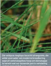  ?? FOTO: ANTONIE VAN DEN BOS ?? Die veldgras Aegilops tauschii strangulat­e, die wilde voorvader van moderne broodkorin­g waaruit wetenskapl­ikes hoop om eienskappe te herwin wat oor duisende jare in veredeling verlore gegaan het.