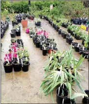  ?? Courtesy photo ?? Plants are being prepared for the Benton County Master Gardeners fourth annual Lawn & Garden Expo that will be held from 8 a.m. to 1 p.m. Saturday (rain or shine) at First United Methodist Church, 201 NW Second St. in Bentonvill­e. Members have been...