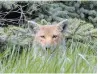  ?? SCOTT GARDNER THE HAMILTON SPECTATOR FILE PHOTO ?? A coyote is seen above the tall grass on a hill near Garth Street and the Linc last spring.