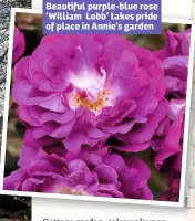  ??  ?? Beautiful purple-blue rose ‘William Lobb’ takes pride of place in Annie’s garden