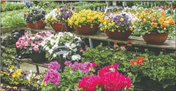  ?? Metro Creative Services ?? The Bella Vista Kiwanis Club is preparing for its annual spring plant sale which will take place on May 10-12 in the parking lot of the Arvest branch at Highlands Crossing.