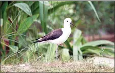  ??  ?? Black winged stilt