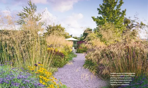  ??  ?? Golden sprays of Stipa gigantea make a dramatic impact where planting combines grasses and herbaceous perennials, including Aster x frikartii‘Mönch’ and rudbeckias.