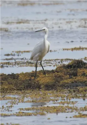  ?? Photograph: Nick Giles ?? For the first time there have been reports of more than one little egret on the island.