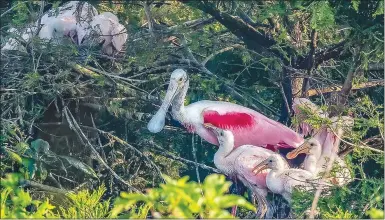  ?? Courtesy Photo ?? Roseate spoonbills often are found in coastal marshes and wetlands, and usually are only found in the southernmo­st reaches of Arkansas for a few months of the year before heading back to tropical locations further south.