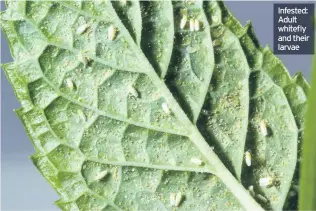  ??  ?? Infested: Adult whitefly and their larvae