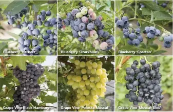  ??  ?? Blueberry ‘Herbert’ Grape Vine Black Hamburgh Blueberry ‘Ozarkblue’ Grape Vine ‘Poloske Muscat’ Blueberry ‘Spartan’ Grape Vine ‘Muscat Bleu’