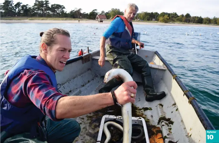  ?? FOTO: IZABELLA ROSENGREN ?? Mats Svensson och Thomas Henryssons ålfångst landar den här dagen på 30 kilo. Ålfisket i dag är starkt reglerat.