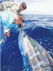  ??  ?? Fish like this striped marlin can be measured in the water and released. Geoff Thomas