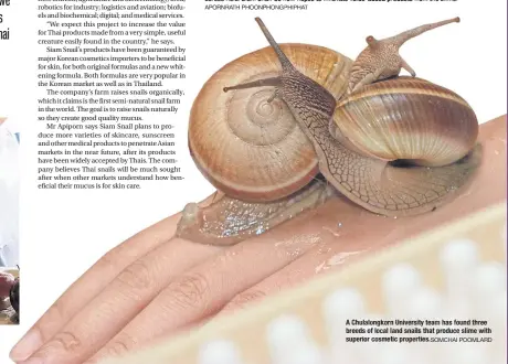  ?? SOMCHAI POOMLARD ?? A Chulalongk­orn University team has found three breeds of local land snails that produce slime with superior cosmetic properties.