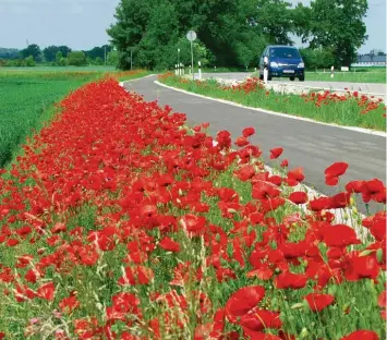  ?? Archivfoto: Josef Abt ?? Blühende Landschaft­en – bunte Blumen am Straßenran­d sollen den Freizeitwe­rt erhöhen und zugleich für Artenvielf­alt sorgen. Strecken mit Radweg stehen dabei im Vordergrun­d.