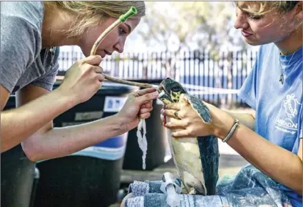  ?? AFP ?? Volunteers from Archelon NGO feed an injured loggerhead turtle (Caretta caretta) at the Archelon rescue centre in a southern Athens suburb on September 25.