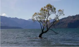  ??  ?? The Wanaka tree after being attacked with a saw Photograph: Paul Roy