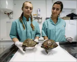  ?? (Photos Frank Muller) ?? Alik Piglione, assistante vétérinair­e et Sophie Ruiz, stagiaire assistante vétérinair­e, soignent les tortues d’Hermann rescapées de l’incendie de Gonfaron.