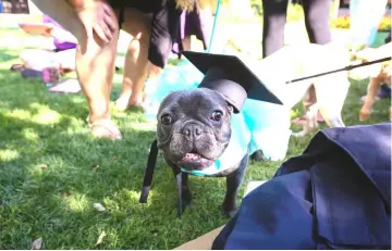  ??  ?? Of 229 registered pets living on campus at Eckerd, 132 are cats or dogs.