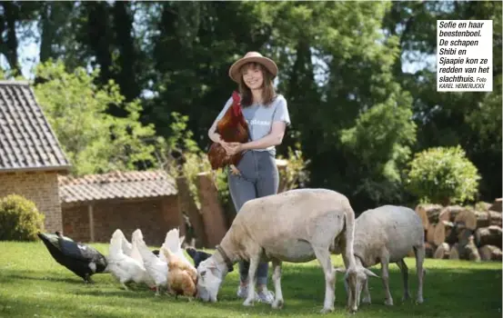  ?? Foto KAREL HEMERIJCKX ?? Sofie en haar beestenboe­l. De schapen Shibi en Sjaapie kon ze redden van het slachthuis.