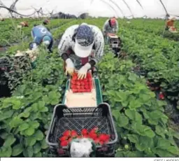  ?? JORDI LANDERO ?? Trabajador­es en una plantación onubense.