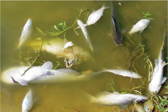  ?? (Photo by Wes Neal, MSU Extension Service, for Starkville Daily News) ?? Spring water conditions, not poisons or toxins, are most likely to cause fish losses in Mississipp­i ponds.