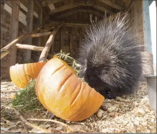  ??  ?? Gus, the porcupine, a non-releasable resident of the institute, enjoys some snacks recently.