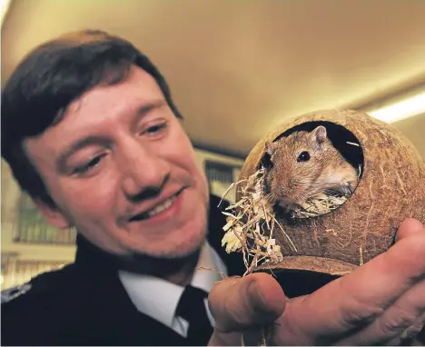  ??  ?? SCOTTISH SPCA officials at Petterden have appealed for homes for a large number of gerbils that recently came into their care.
The centre has 11 male gerbils waiting to be rehomed.
Dale Christie, assistant manager, said the centre is looking to...