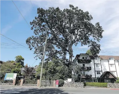  ??  ?? The proposed developmen­t at 2340 Oak Bay Ave. would have meant the removal of a 100-year-old Garry oak.