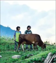  ?? ?? Pan (left) herds cattle with a friend in Dadai Miao village of Congjiang county in Qiandongna­n Miao and Dong autonomous prefecture, Guizhou province, on Aug 20, 2021.