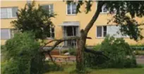  ?? FOTO: ANNA BULKA ?? SMÄLL. Blixten slog ned i ett träd i Norrgården under ovädret natten till måndagen.