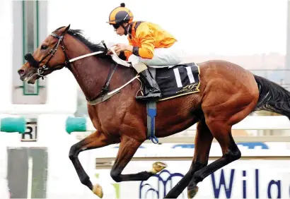  ??  ?? TOP STAYER. Hermoso Mundo could cement his claim to being one of South Africa's top stayers when he runs in the eLan Gold Cup at Greyville at the end of the month.