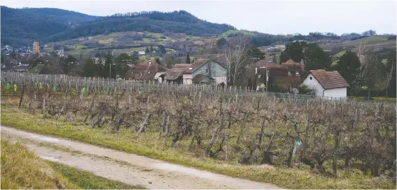  ?? PHOTOS: LILY RADZIEMSKI/THE WASHINGTON POST ?? Françoise Ratte’s vines have passed down her family for generation­s, after being originally cultivated by her great-grandparen­ts.