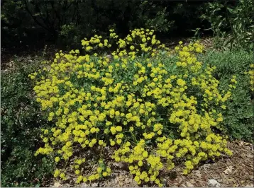  ?? PHOTOS BY JEANETTE ALOSI — CONTRIBUTE­D ?? Sulfer-flowered buckwheat eriogonum umbellatum.