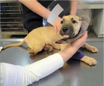  ??  ?? This 7-month-old pit bull is Miss Harper, whose ears and leg were cut off in a botched operation by a veterinary technician unlicensed to do surgery. The dog’s owners and the technician were convicted of felony animal cruelty and the case inspired...