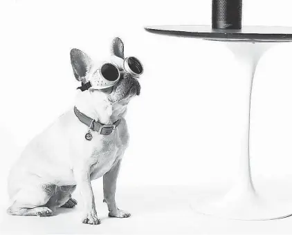  ?? CHRIS SANDERS/ COURTESY OF AUDIBLE ?? Dogs can listen to Audible content through an Amazon Echo speaker.