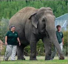  ?? The Canadian Press ?? The Edmonton Valley Zoo is releasing medical informatio­n about an elephant in its care named Lucy after animal rights groups protested for years that she should be moved to a sanctuary.