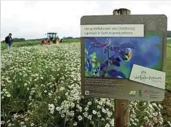  ?? Foto: Carlo Nilles ?? Mittlerwei­le werden zur Samengewin­nung mehr als 60 Wildpflanz­enarten in Luxemburg kultiviert, wie hier auf einem Feld entlang des CR304 zwischen Redingen und Hostert.