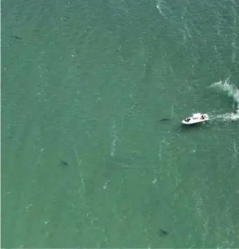  ?? WAyNE dAvIS, ATLANTIC WHITE SHARk CONSERvANC­y ?? SHARK SQUAD: Four great white sharks were spotted from above earlier this week.
