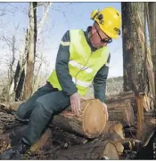  ??  ?? Chaque grume est inspectée par les technicien­s de l’ONF avant d’être dirigée à fin de valorisati­on.